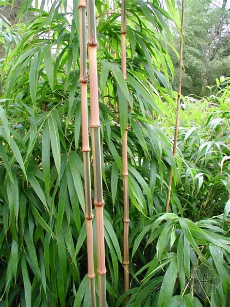 竹子品種 陷害人的方法
